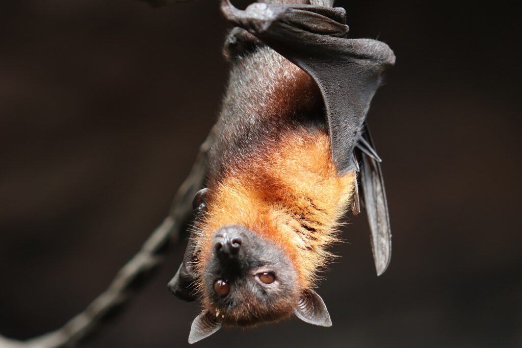 netopýr - Techsvět bat, animal, flying