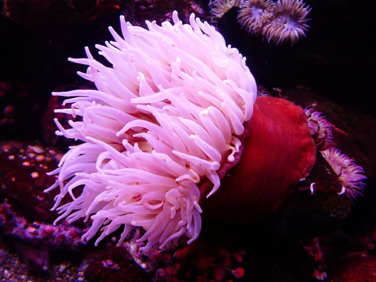 sea anemone, anemone, water