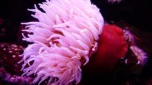 sea anemone, anemone, water