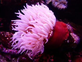 sea anemone, anemone, water