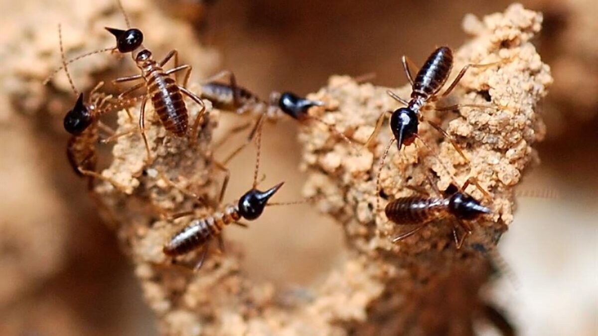 Termite soldiers - Nasute