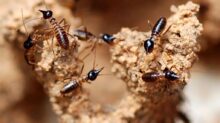 Termite soldiers - Nasute