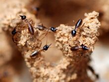 Termite soldiers - Nasute