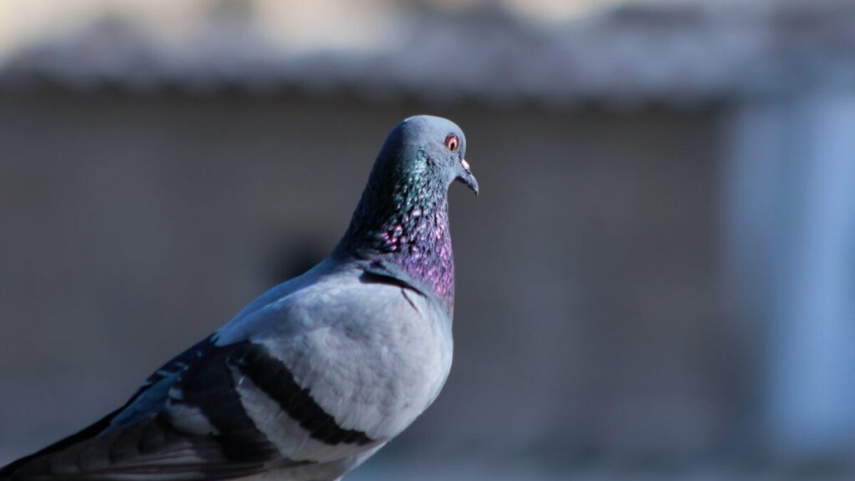 focus photo of blue pigeon
