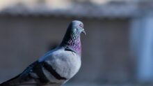 focus photo of blue pigeon