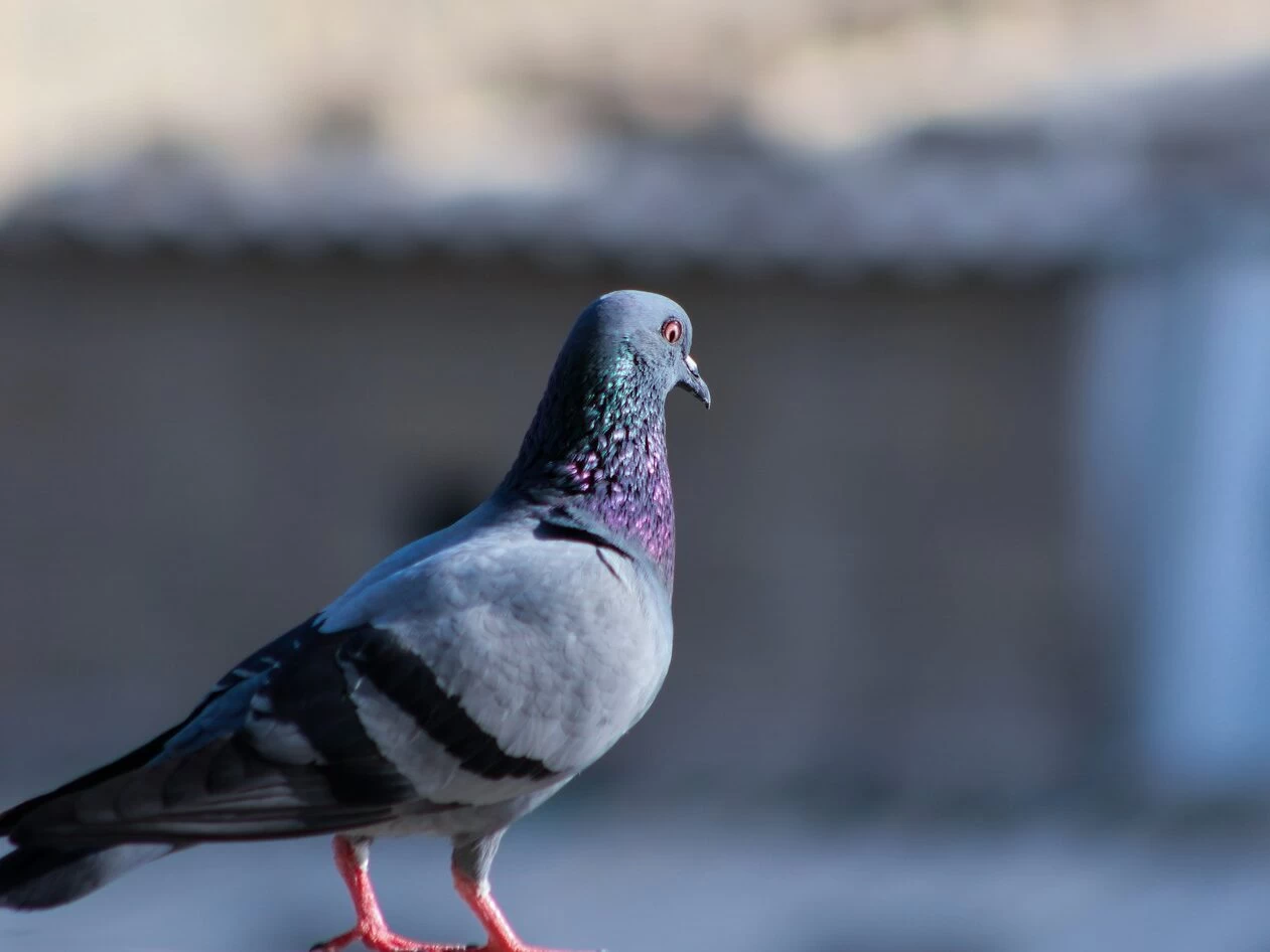 focus photo of blue pigeon