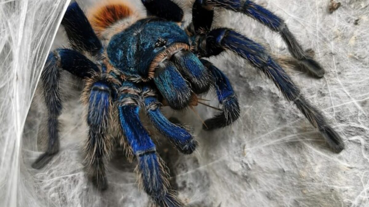 black tarantula on cobweb