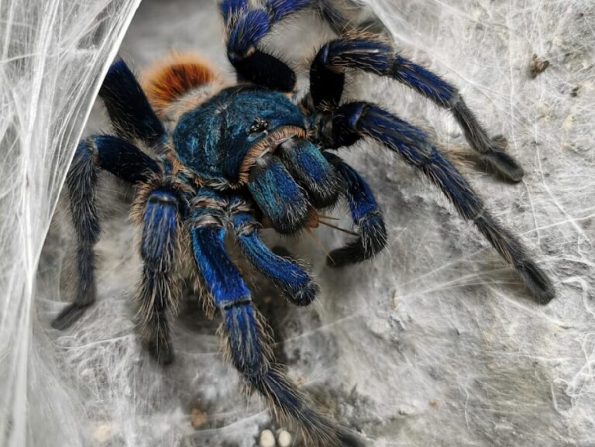 black tarantula on cobweb
