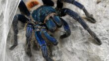 black tarantula on cobweb
