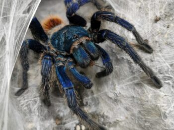black tarantula on cobweb