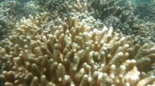 a large group of corals on a coral reef