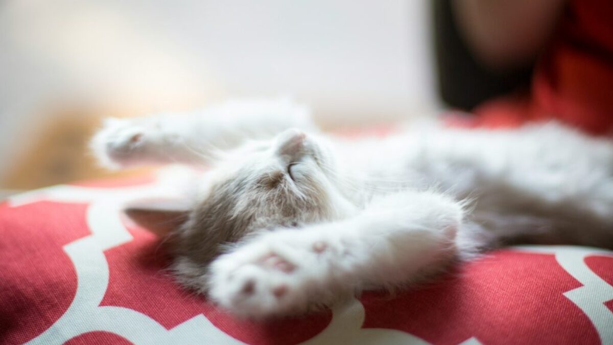 kitten lying on red and white quatrefoil textile