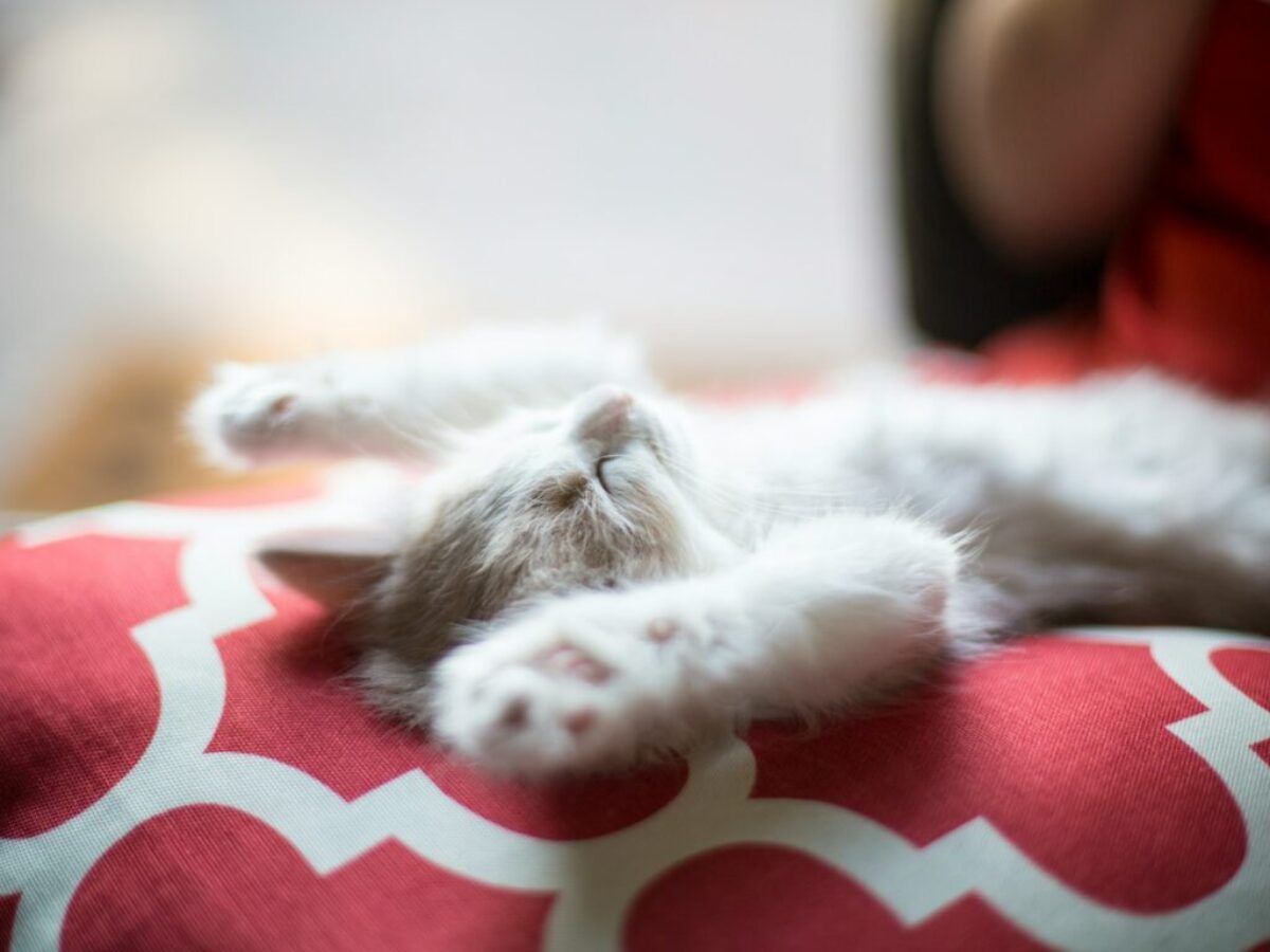 kitten lying on red and white quatrefoil textile
