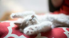 kitten lying on red and white quatrefoil textile