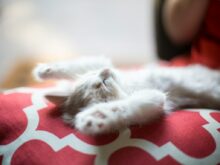 kitten lying on red and white quatrefoil textile
