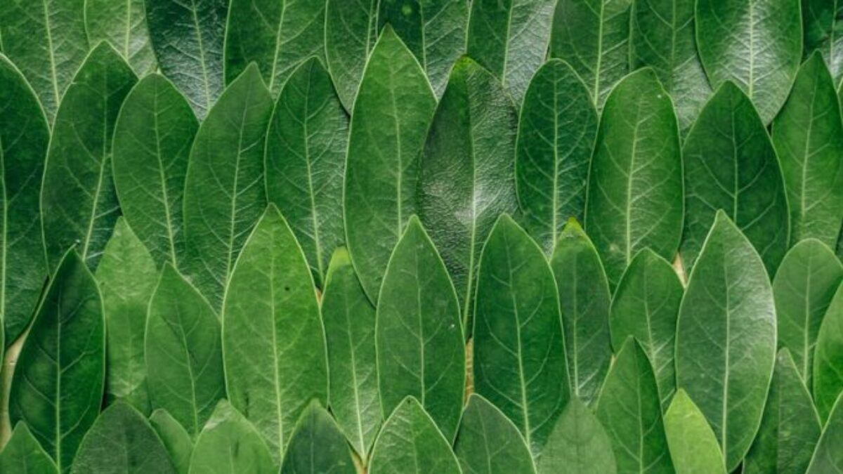 red plant leaves