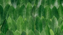 red plant leaves