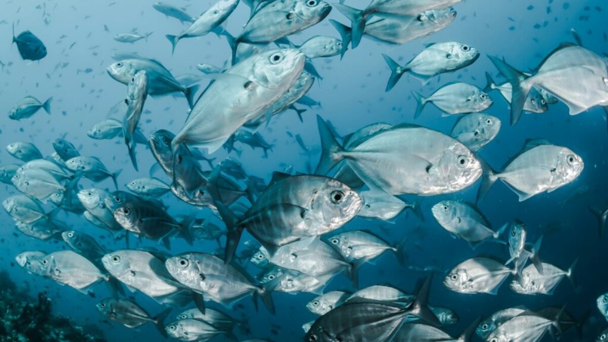 silver fishes underwater