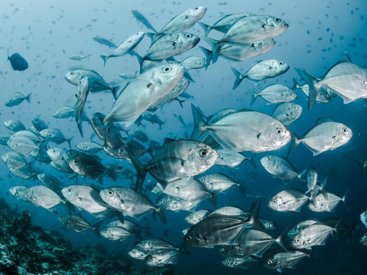 silver fishes underwater