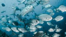 silver fishes underwater