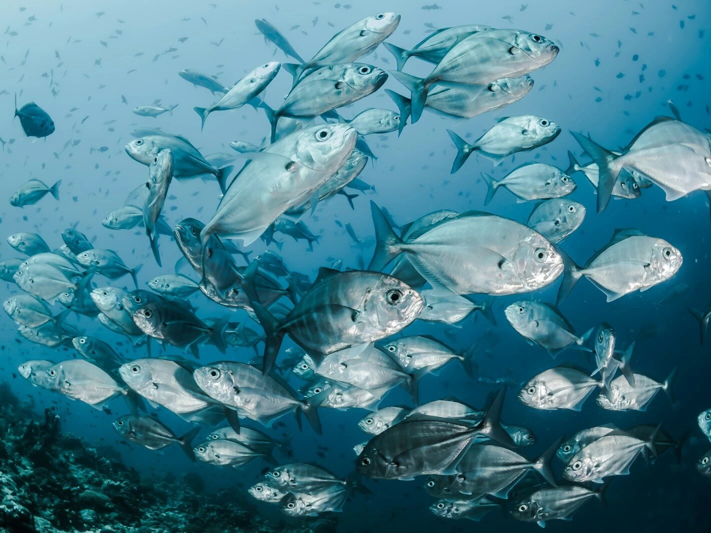 silver fishes underwater
