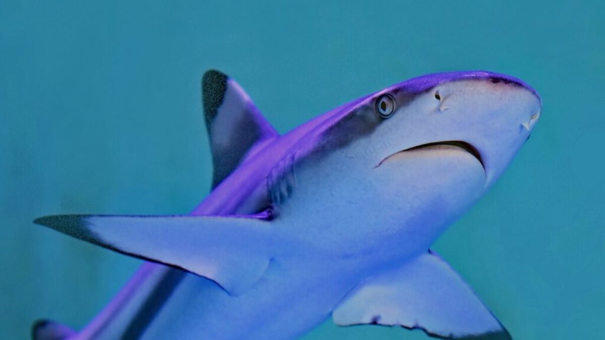photo of gray and white shark