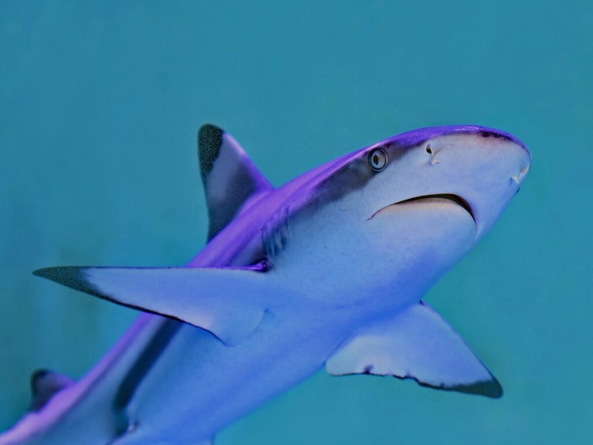 photo of gray and white shark