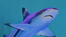 photo of gray and white shark