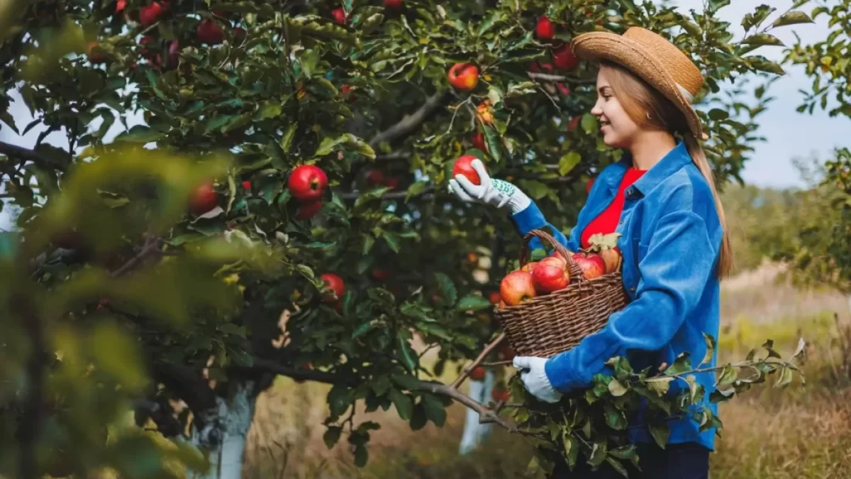 Jablka je nejlépe kupovat čerstvě utržená