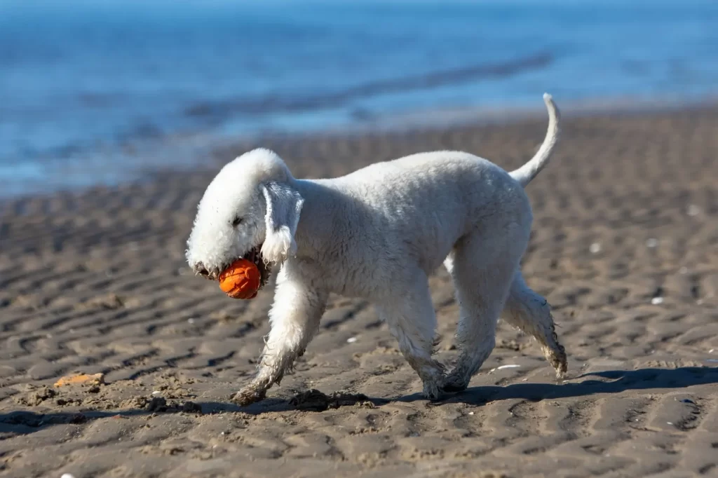 Shutterstock_2388437043 - Techsvět Bedlington teriér