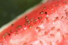 Octomilky na melounu