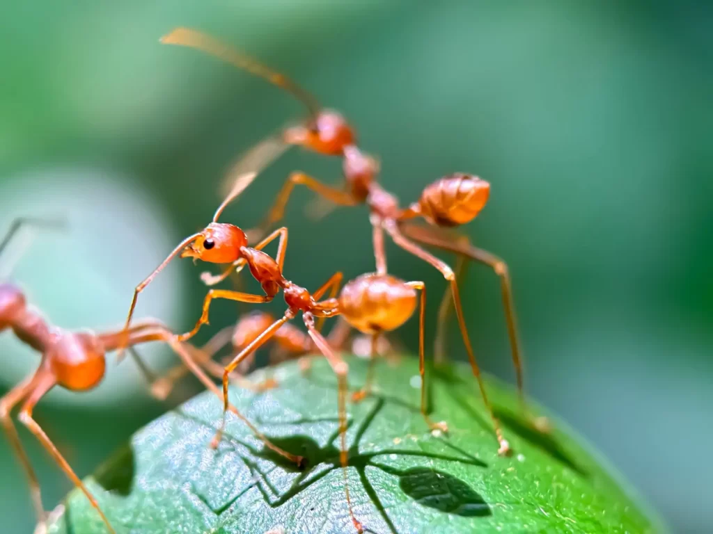 Nejhorší jsou červení mravenci. Ošklivě štípou. Foto: Shutterstock - Techsvět červení mravenci