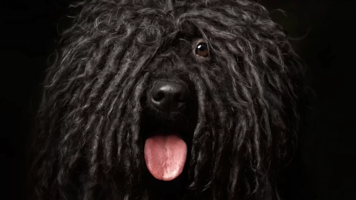 Puli