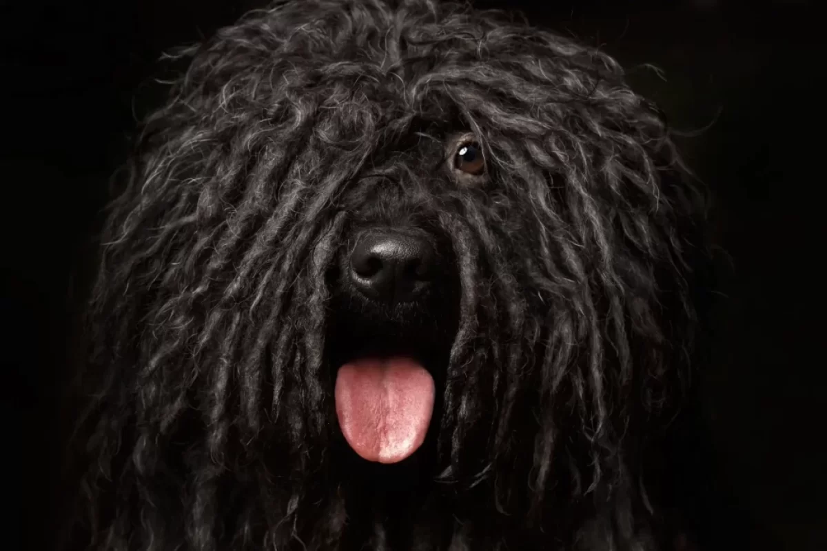 Puli