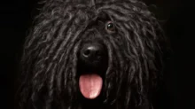 Puli