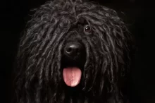 Puli