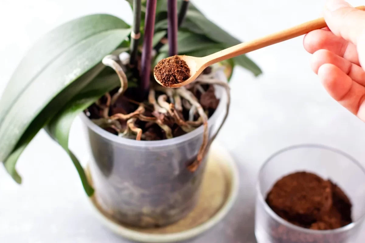 přírodní hnojivo pro orchideje