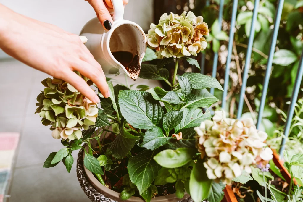 shutterstock_2337684833 - Techsvět správná péče o hortenzie