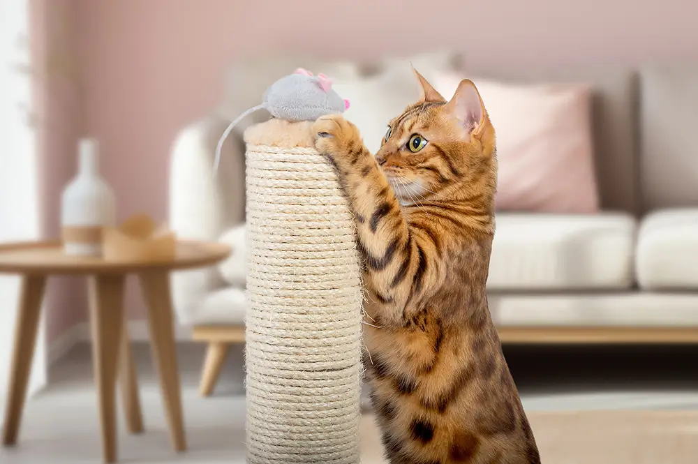 shutterstock_2363906019 - Techsvět kočka loví myš