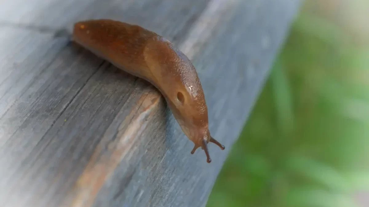 Slimák převalující se přes překážku