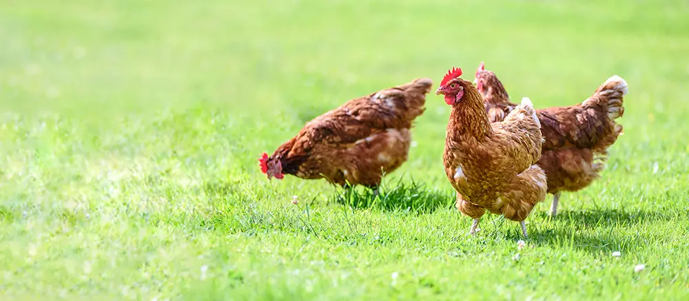 Preferujte maso s označením BIO nebo Welfare, které by mělo být zárukou toho, že zvířata vyrůstala v souladu s jeho životním prostředím. - Techsvět slepice ve volném výběhu