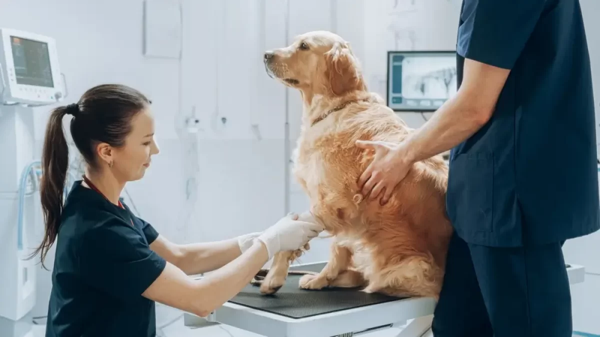 Pes u veterináře
