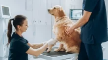 Pes u veterináře