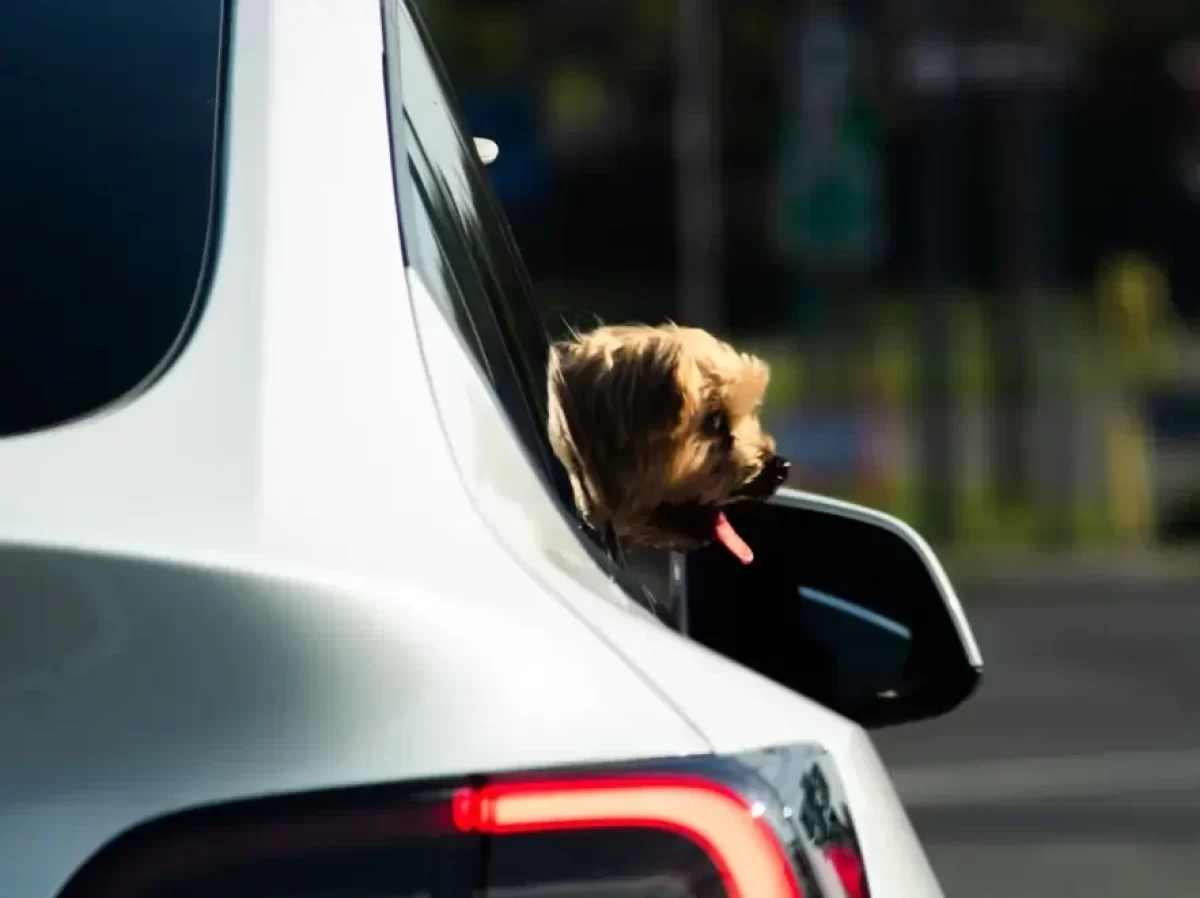 Tesla se umí postarat o psí pasažéry.