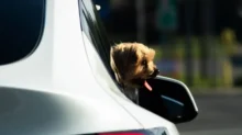 Tesla se umí postarat o psí pasažéry.
