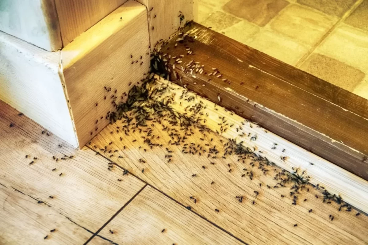 Mravenci lezou po podlaze