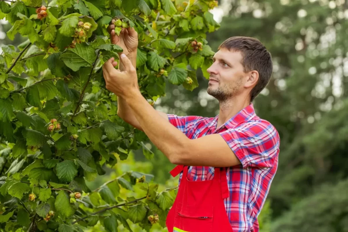 Muž, který sklízí lískové ořechy