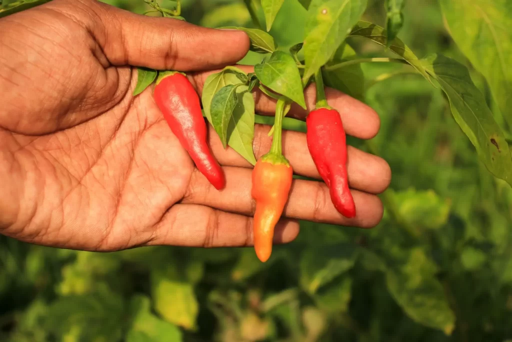 Muž drží v ruce chilli papričky.