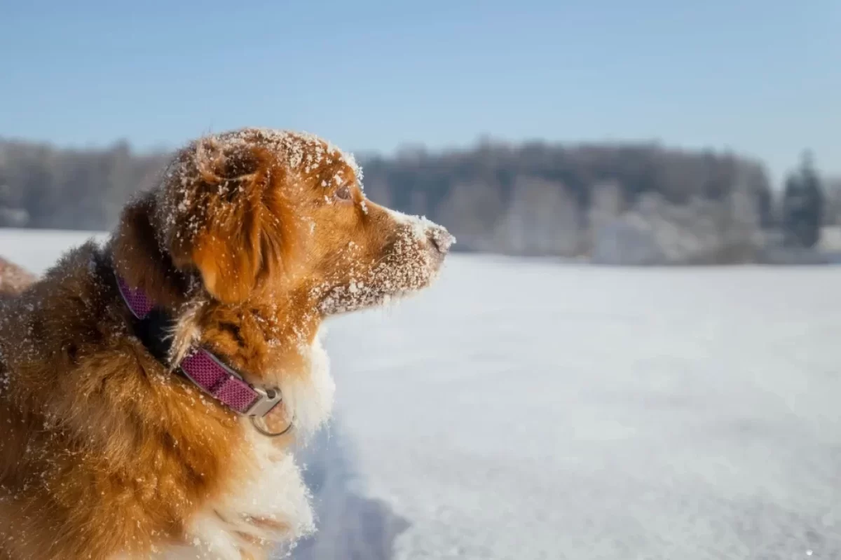 Pes na zasněžené louce