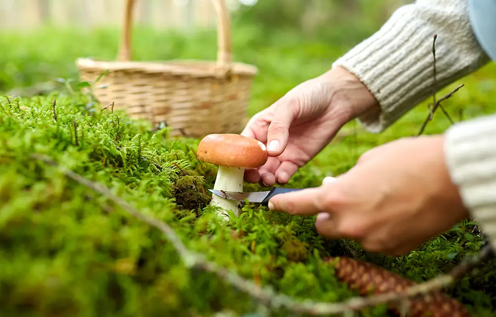 Není houba jako houba a jejich přítomnost může poukazovat na to, že se pod povrchem něco odehrává. - Techsvět žena sbírá houbu